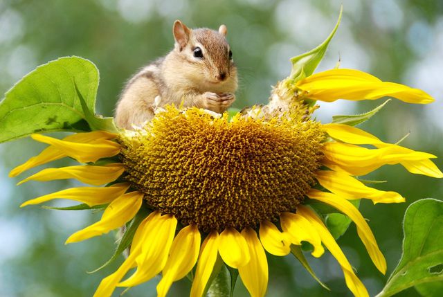 If you grow your own sunflowers in the yard, you may encounter furry friends who are just as interested in the sunflower seeds as you are.