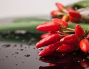 chili pepper plant