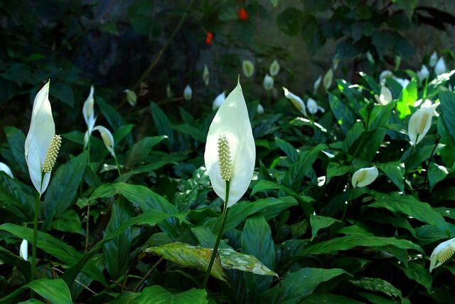 A peace lily is a good houseplant to improve your sleep.