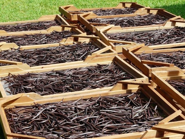 Vanilla beans need to be cured and fermented before being made into vanilla extract. 