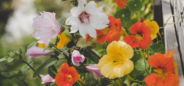 Edible flowers guide nasturtium garden flower bed