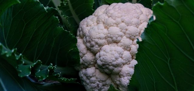 How to plant cauliflower