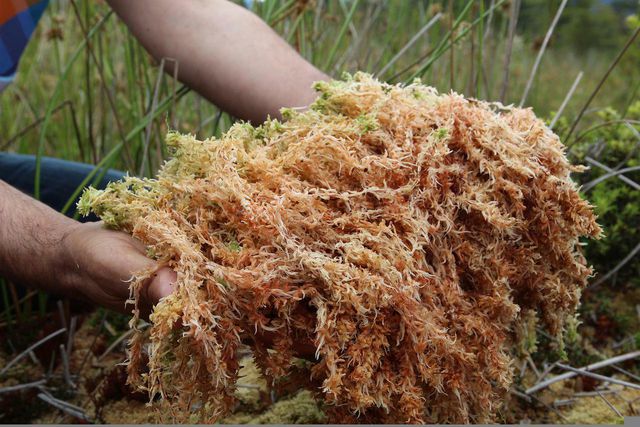 Sphagnum is usually used for potted plants rather than outdoor gardens.