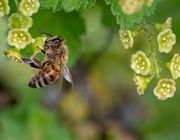 Bienenfreundliche Sträucher