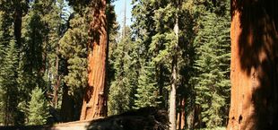 where to see redwoods in california