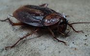 Biscuit beetle