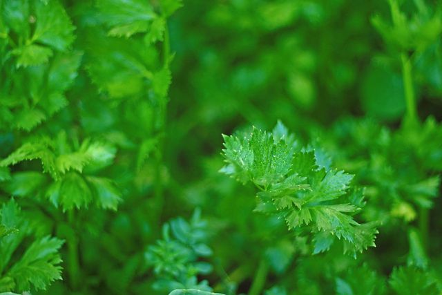 Dried parsley can be used in recipes, teas, and for aromatics. 