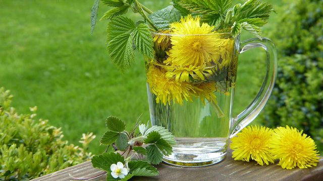Dandelion tea is a great source of vitamin C. By preserving dandelions, you can enjoy this tea year round. 