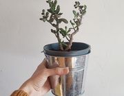 How to repot succulents.