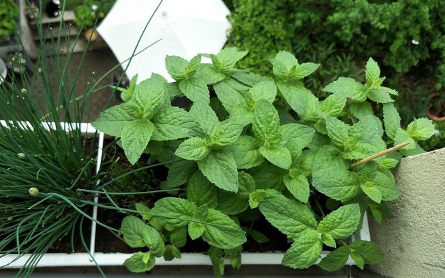 Mint plant care