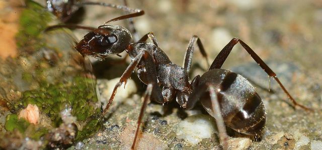 Ameisenbiss mit Hausmitteln lindern