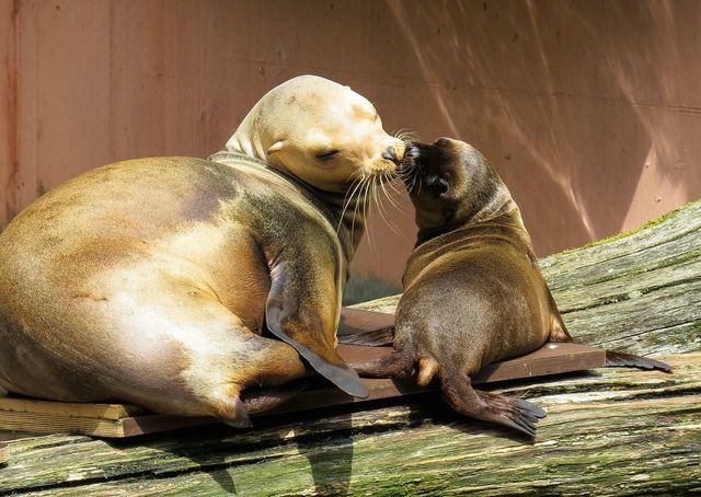 The Australian sea lion is endangered primarily due to fishing nets used in the fishing industry.