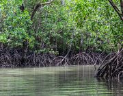 What are mangroves