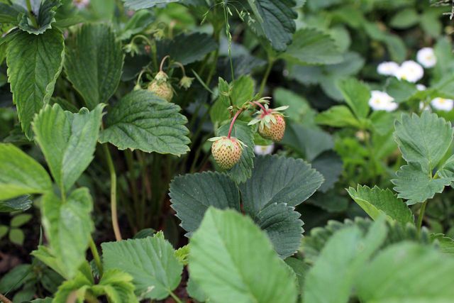 Autumn and early spring are the best times to fertilize strawberries.