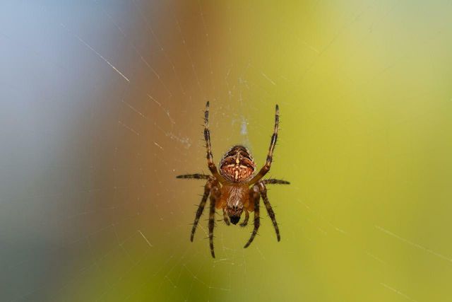 Tidy up your junk and clutter to deny spiders a home.
