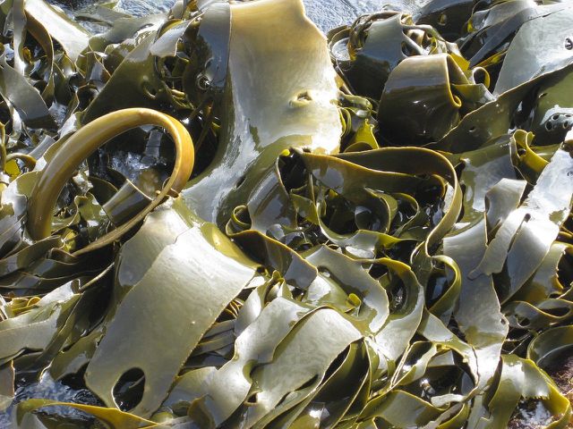 Seaweed has a sea-like flavor that can be used in seafood pasta dishes.
