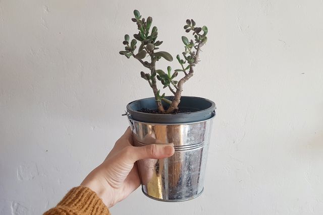 Don't water your succulent for at least 2 weeks after repotting.