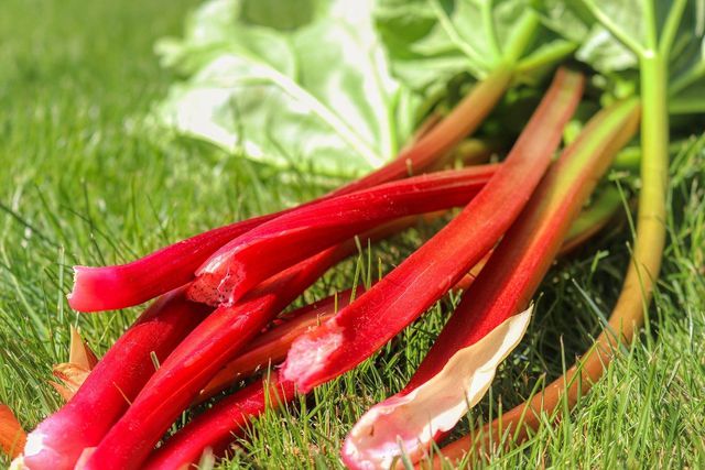 Rhubarb can be frozen both fresh and blanched. 