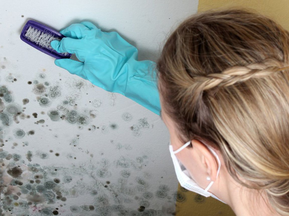 Removing Mold: How to Clean Black Mold Effectively - Utopia