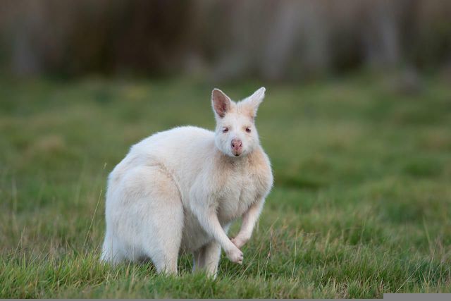Wallabies are the mini kangaroos you've always dreamed of.