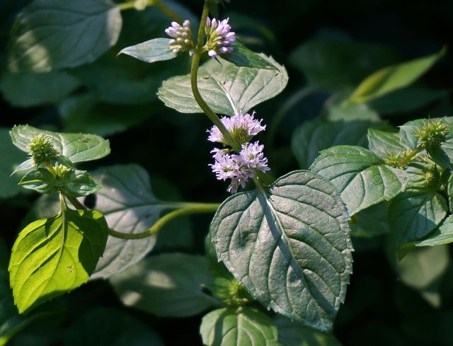 The perilla plant is also known as purple mint.