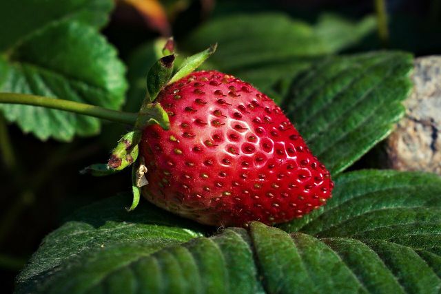 Strawberries like acidic soil.