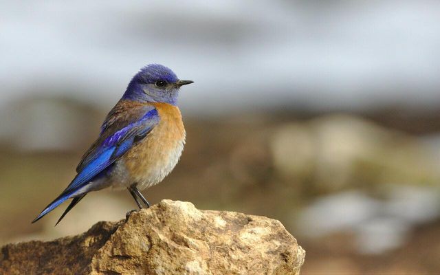 Bluebirds have remarkable looks and can be spotted by their vivid blue above and brick-red on the breast and throat.
