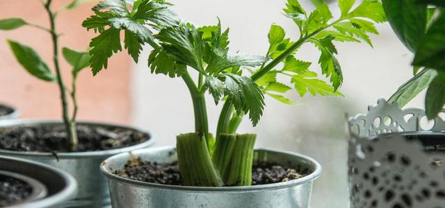 how to regrow celery