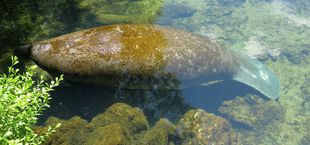 manatees dying