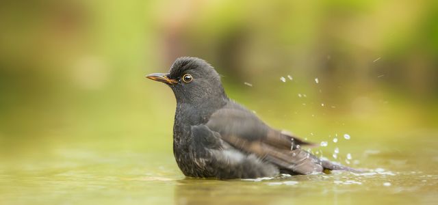 water for birds