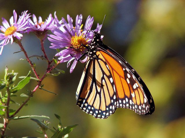 The monarch butterfly is one of many living in the national park.