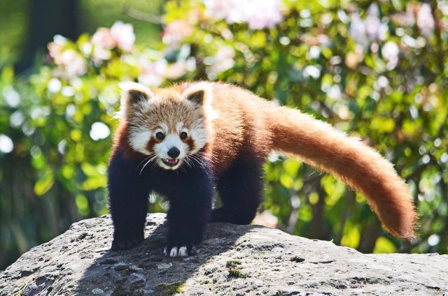Red pandas are actually closer to raccoons than pandas.