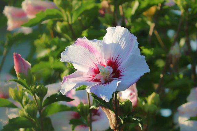 There are over 200 different species of hibiscus.