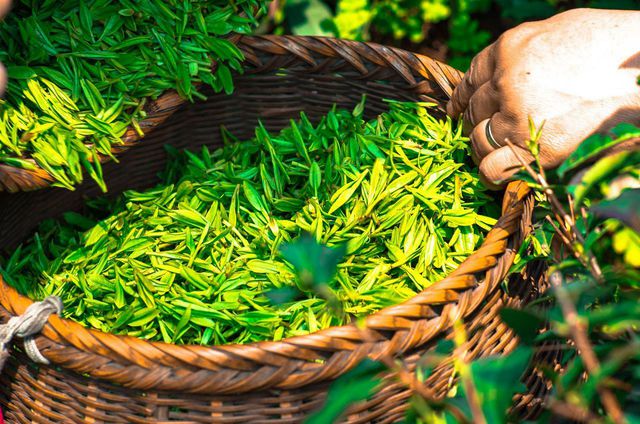 Green tea is known as a superfood as it is rich in antioxidants. 