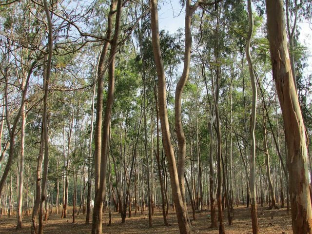 Eucalyptus can be used sustainably in many industries.