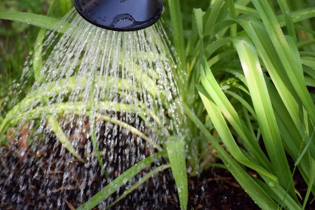 In Wasser aufgelöst kannst du Nematoden ganz einfach im Garten einsetzen.