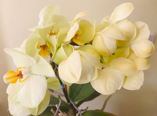 Knowing how to prune orchids is a great skill for orchid lovers. 