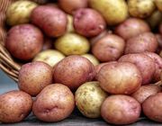 storing potatoes - where to store potatoes