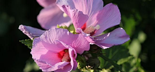 Blüten des Garten Hibiskus