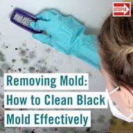Removing Mold: How to Clean Black Mold Effectively