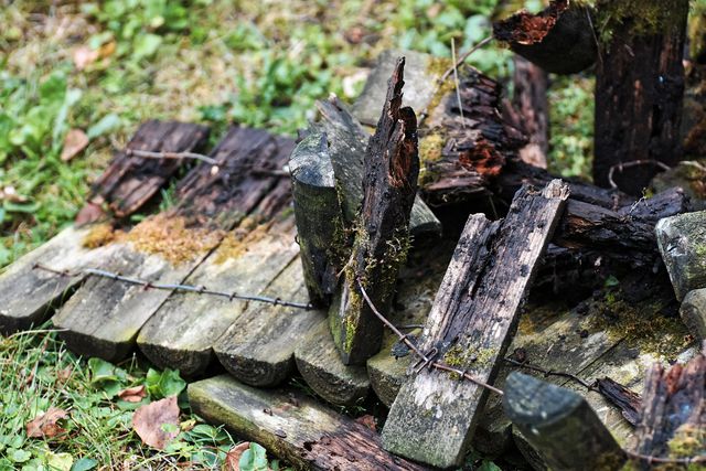 Morsches Holz dient als Schneckenfalle im Garten.