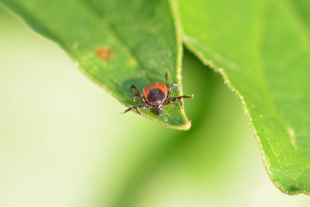 Spring and summer are tick season.
