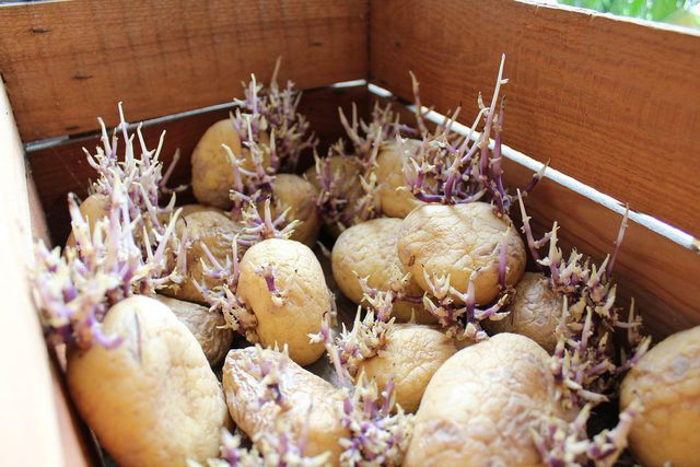 You don't need to buy seed potatoes but can plant almost any kind in your bucket. Just make sure they have eyes to sprout.