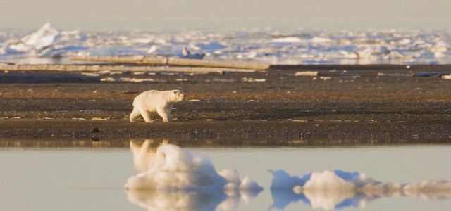 Klimaschutz Klimawandel Eisbär Polarbär
