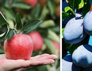 Best fertilizer for fruit trees
