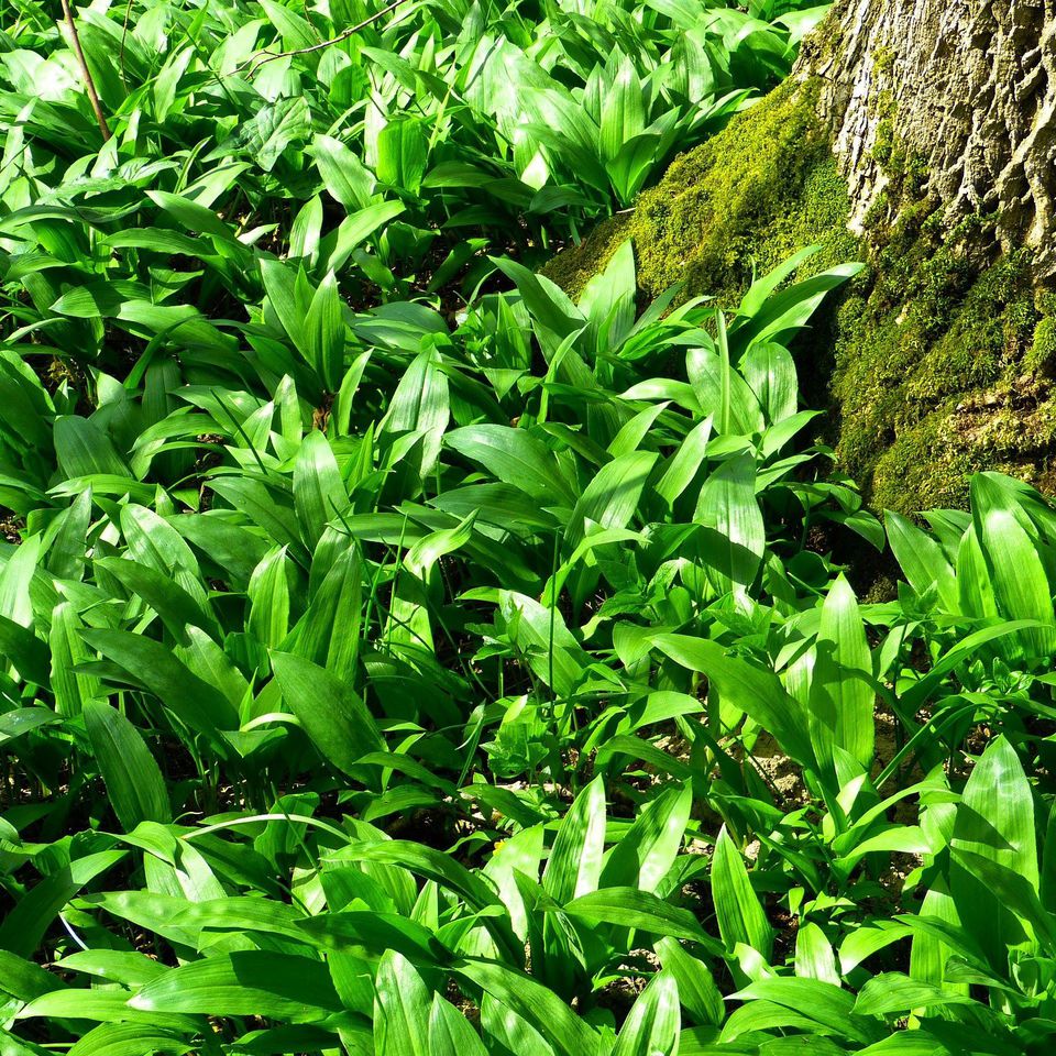 Where Does Wild Garlic Grow Where to Buy and Harvest It & How to Use It
