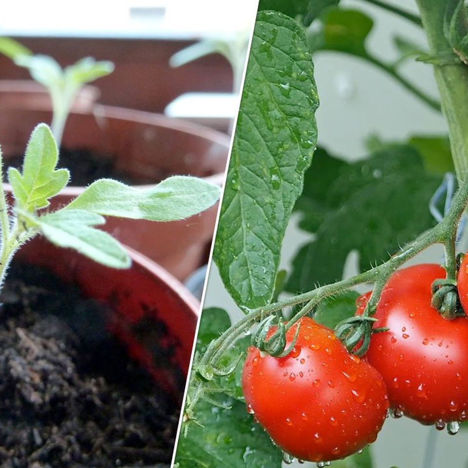 Growing Tomatoes in Pots How to Plant Them on Your Balcony   Utopia