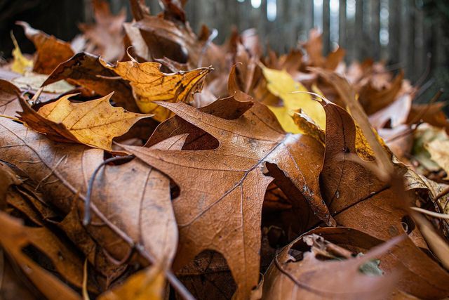 Always save your leaf piles in case you want to help your garden later.