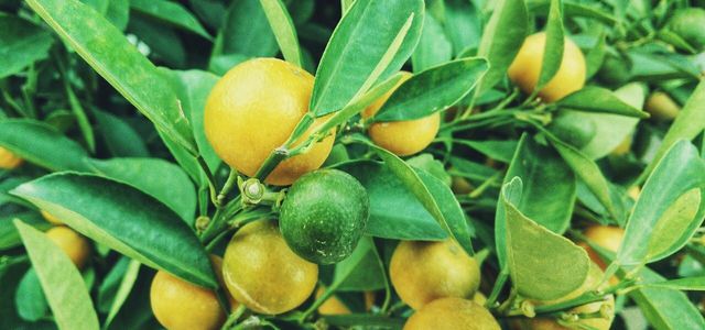 How to Grow a Lemon Tree