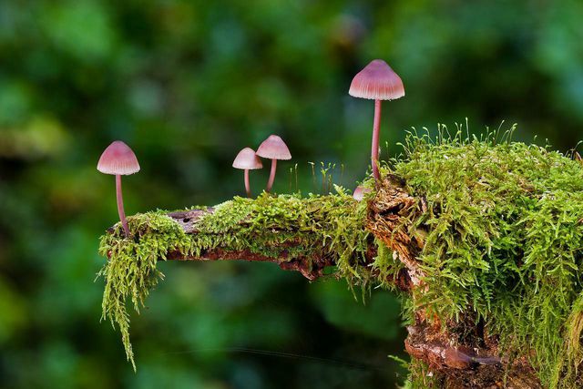 Mushrooms are a pollution-reversing superfood for energy.